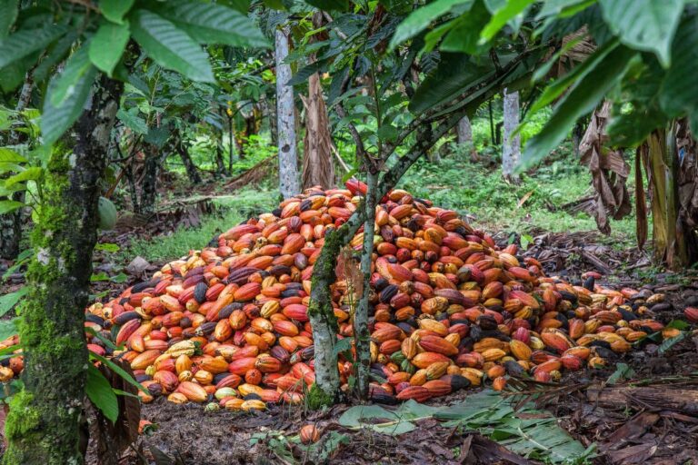 fazenda-de-cacau